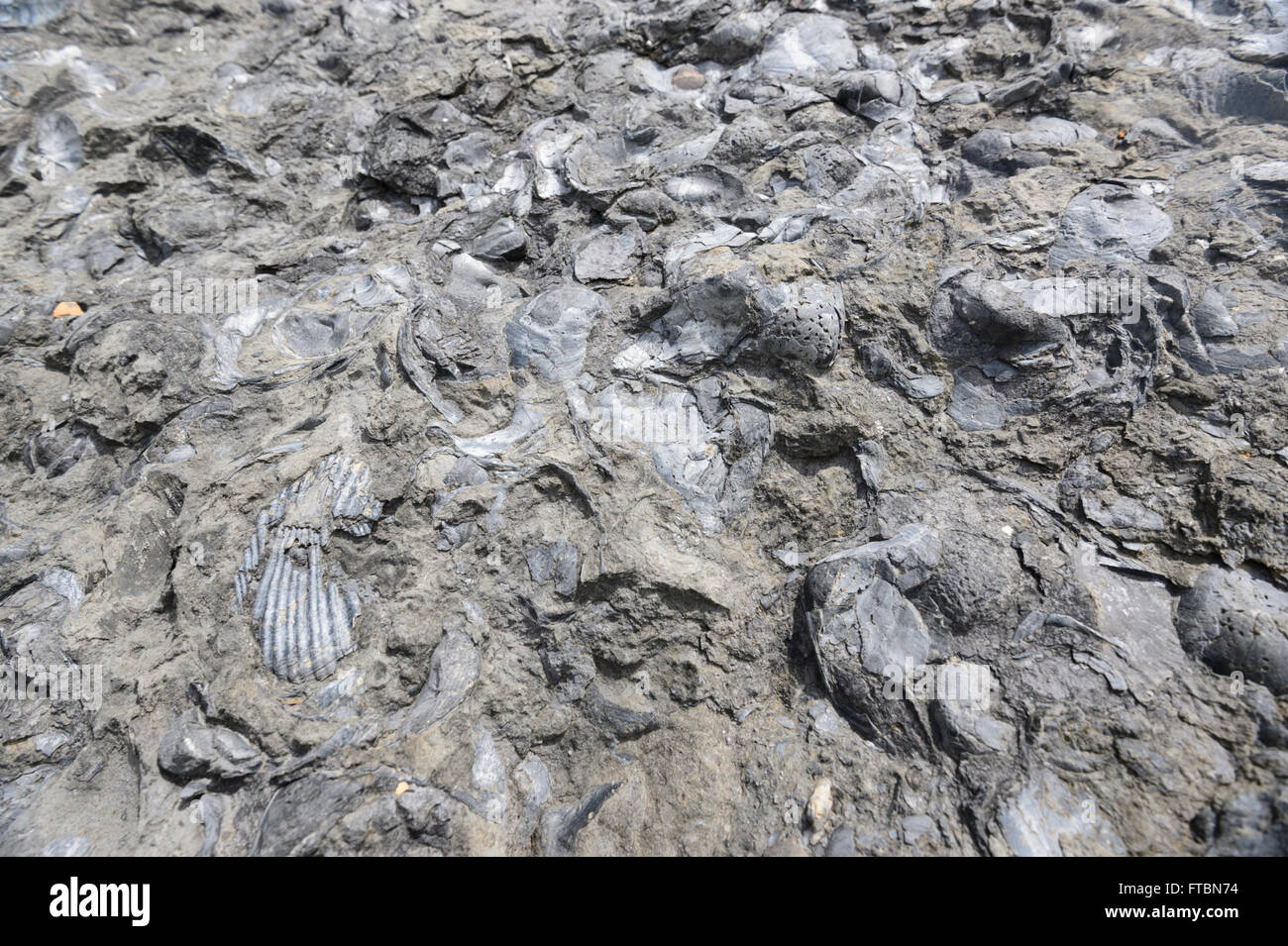 Closeup of fossils, Fossil Cliffs, Maria Island National Park