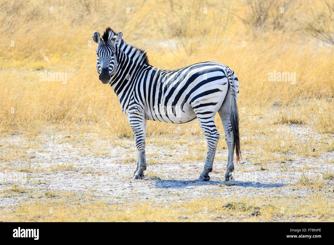 Plains or Burchell's zebra (Equus quagga), Sandibe Camp, by the Moremi Game Reserve, Okavango Delta, Botswana, southern Africa Stock Photo