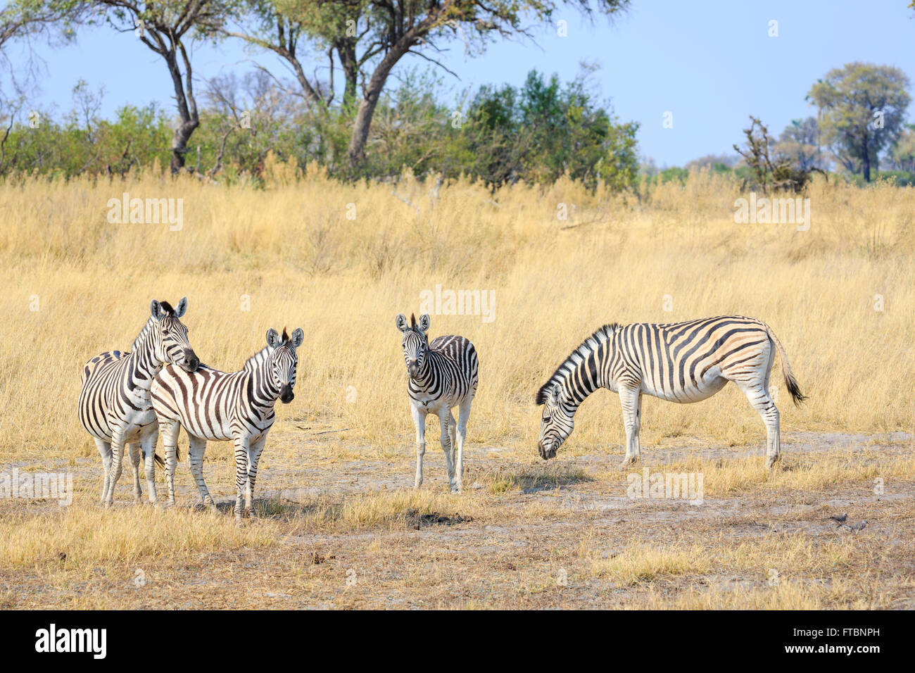 Plains or Burchell's zebra (Equus quagga), Sandibe Camp, by the Moremi Game Reserve, Okavango Delta, Botswana, southern Africa Stock Photo