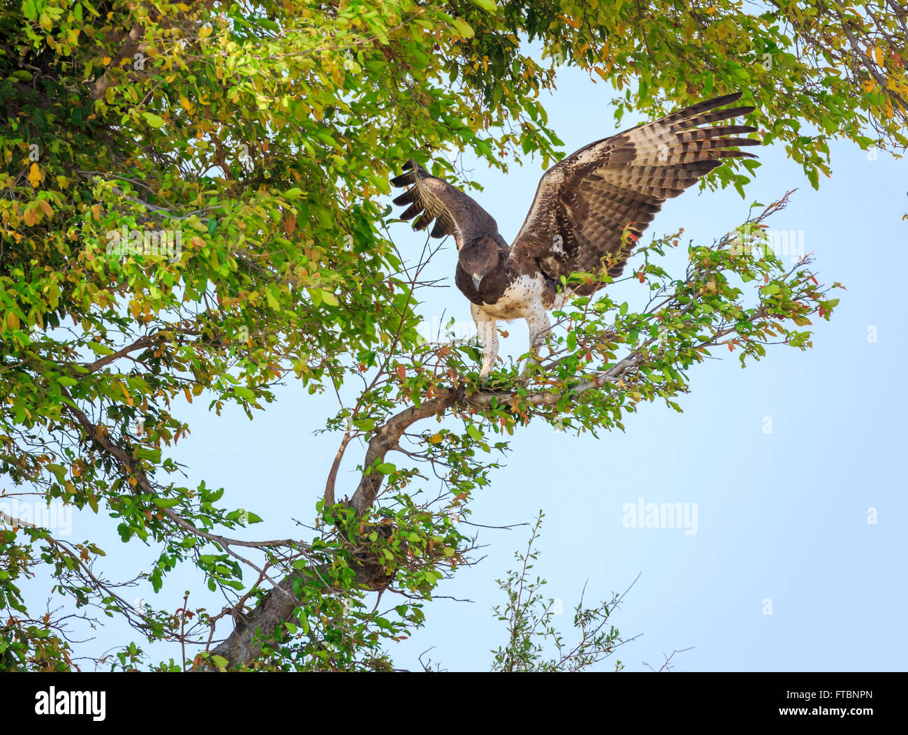 Martial eagle (Polymaetus bellicosus), outstretched wings preparing to fly perched in a tree, Sandibe Camp, Okavango Delta, Kalahari, Botswana, Africa Stock Photo