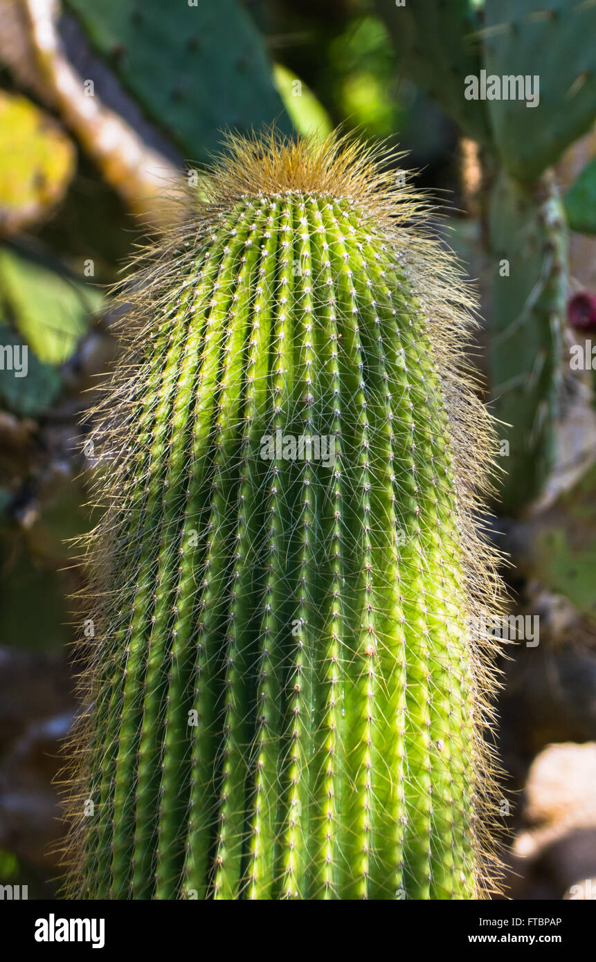 Close up of a picturesque cactus plant at botanical garden in Cagliari, Sardinia Stock Photo