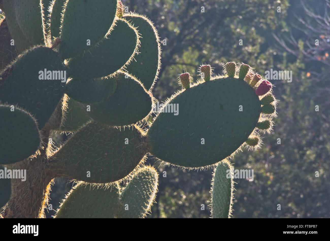 Close up of a colorful cactus plant at botanical garden in Cagliari, Sardinia Stock Photo