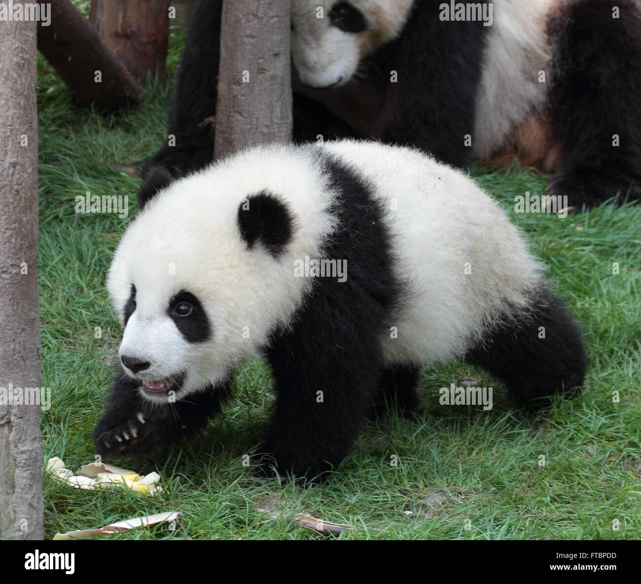 Giant panda bear on the walk Stock Photo