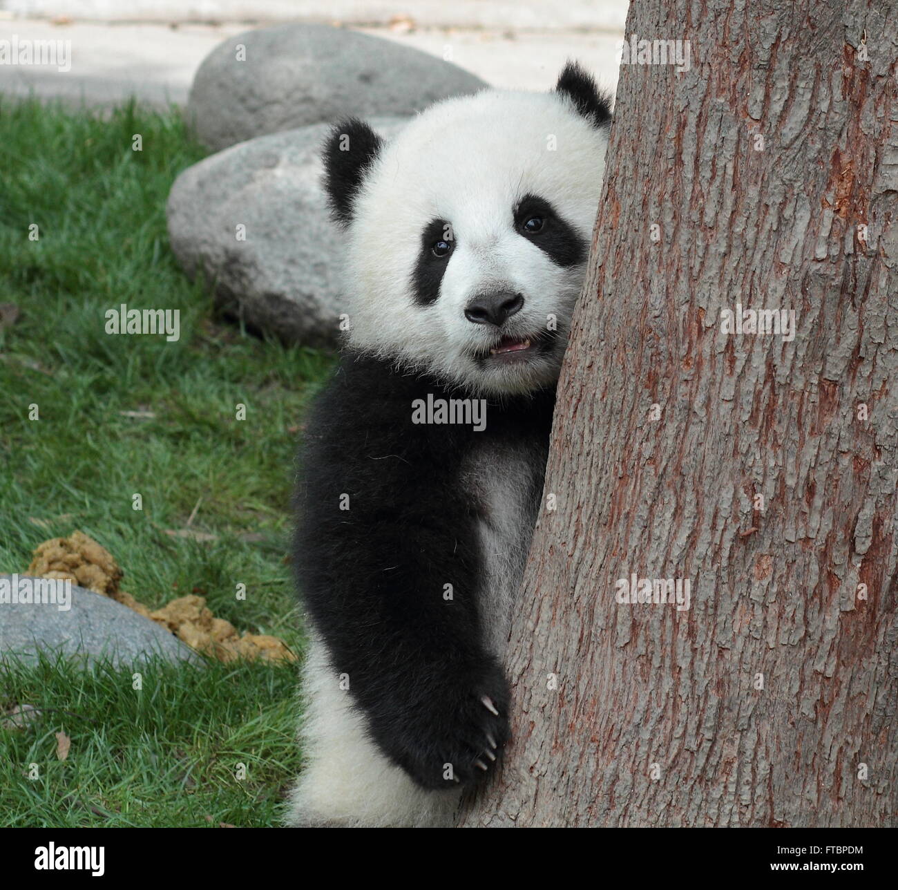Giant panda cub behind tree hi-res stock photography and images - Alamy