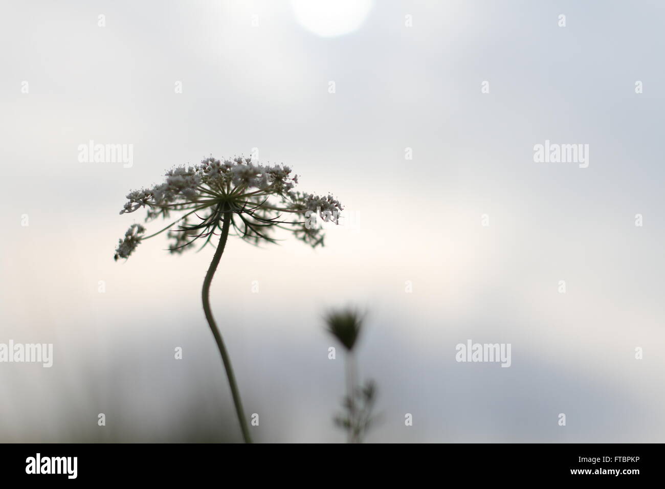A grass grows in the sun Stock Photo