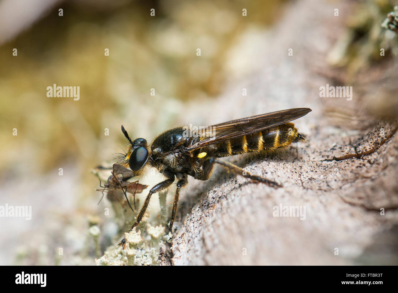 Choerades hi-res stock photography and images - Alamy