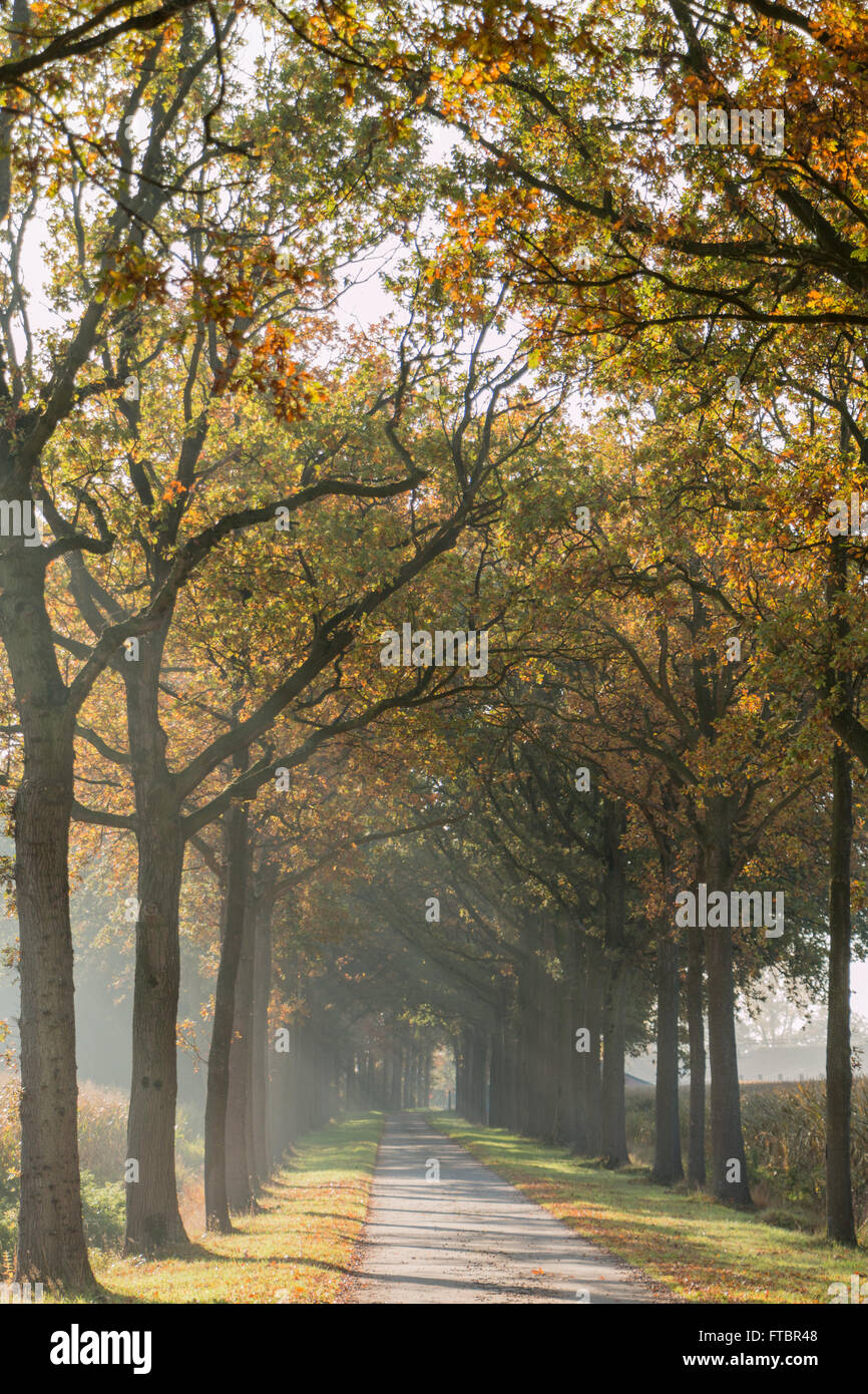 Road with trees at both sides, autumn afternoon Stock Photo