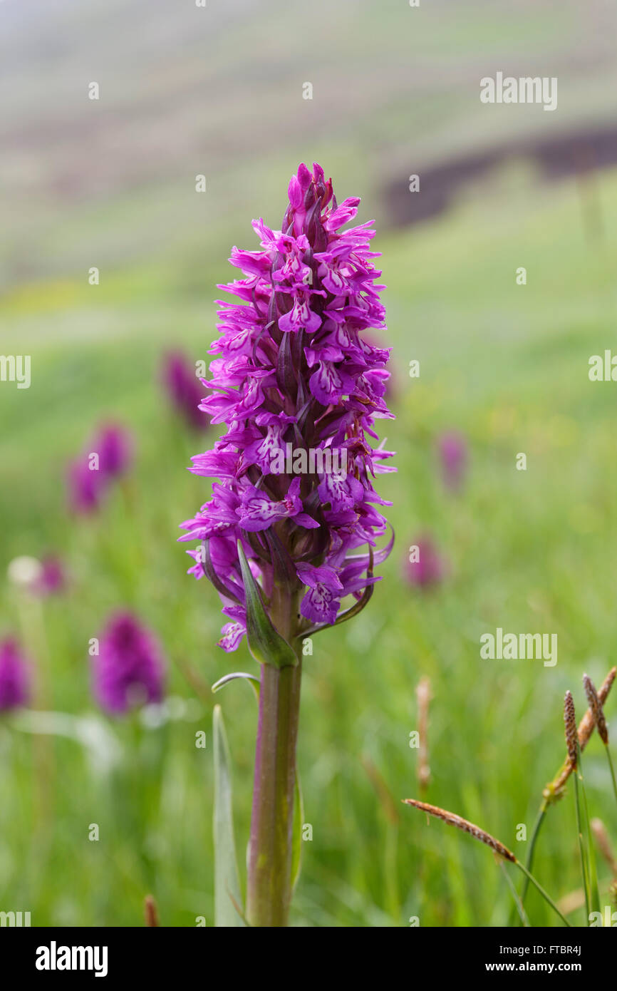 Marsh orchid (Dactylorhiza Osmanica), Orchid, Ağrı Province, Anatolia, Turkey Stock Photo