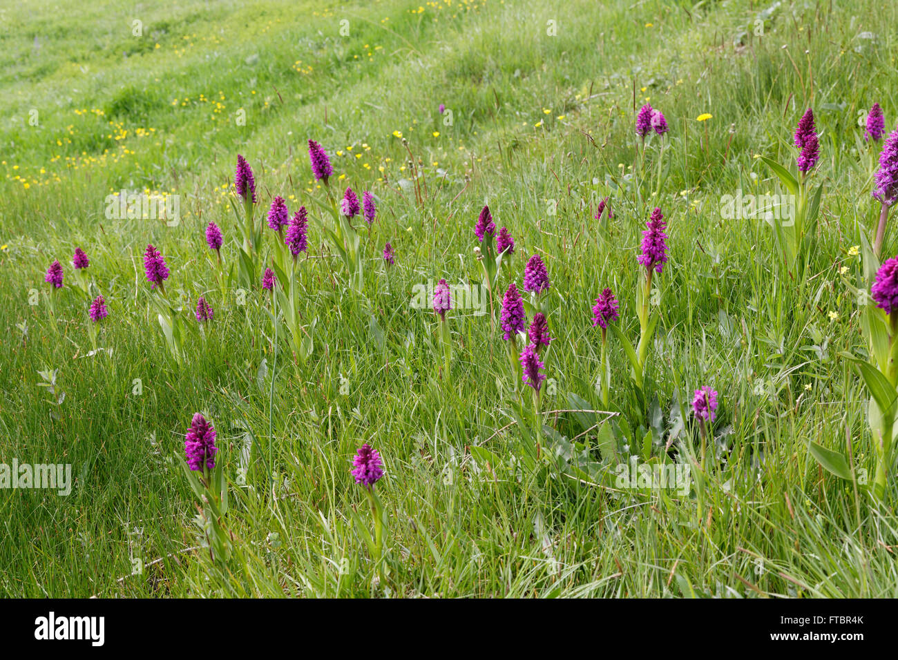 Marsh orchid (Dactylorhiza Osmanica) in a meadow, orchid, Ağrı province, Anatolia, Turkey Stock Photo