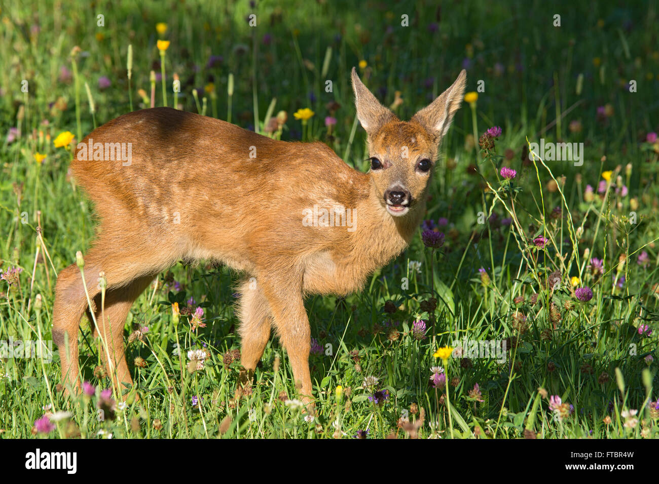 Tame Fawn standing in a flower meadow, Tyrol, Austria Stock Photo