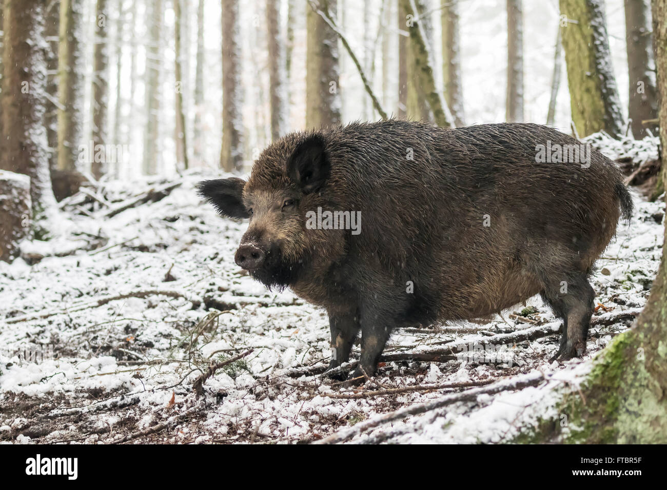Wild boar (Sus scrofa), Sow in winter with snow, Vulkaneifel, Rhineland-Palatinate, Germany Stock Photo