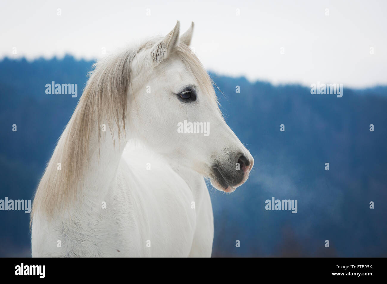 Purebred Arabian mare, Gray color in winter, portrait, Austria Stock Photo