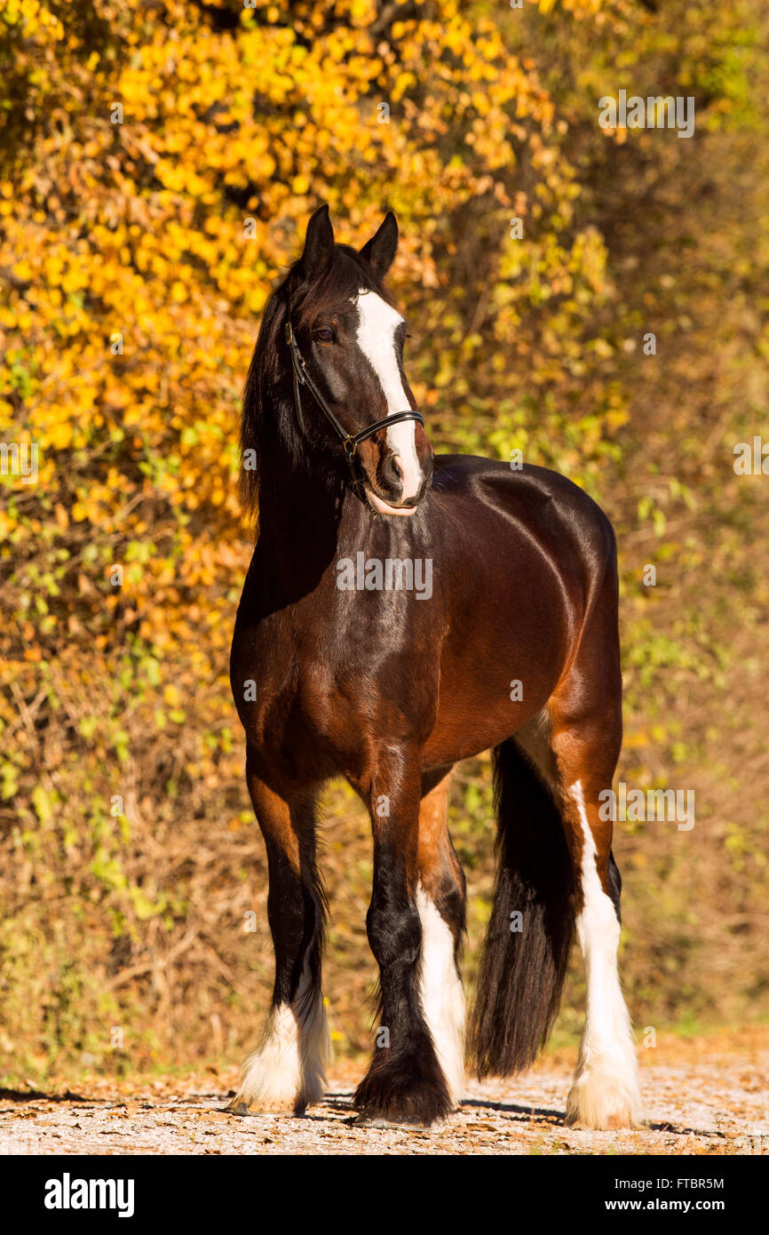 Shire horse in autumn Stock Photo