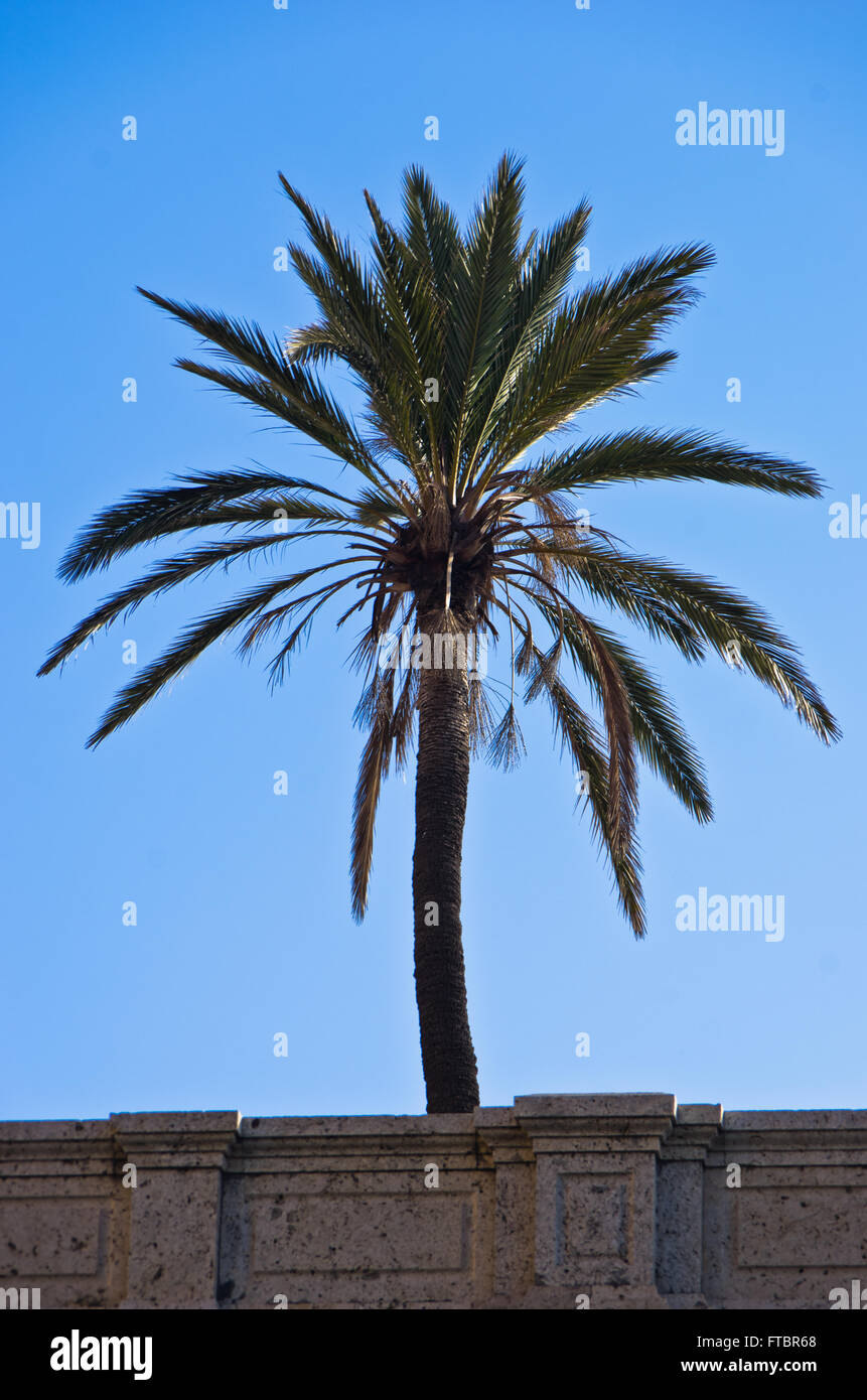 Palm tree behind wall near Cagliari harbor, Sardinia Stock Photo