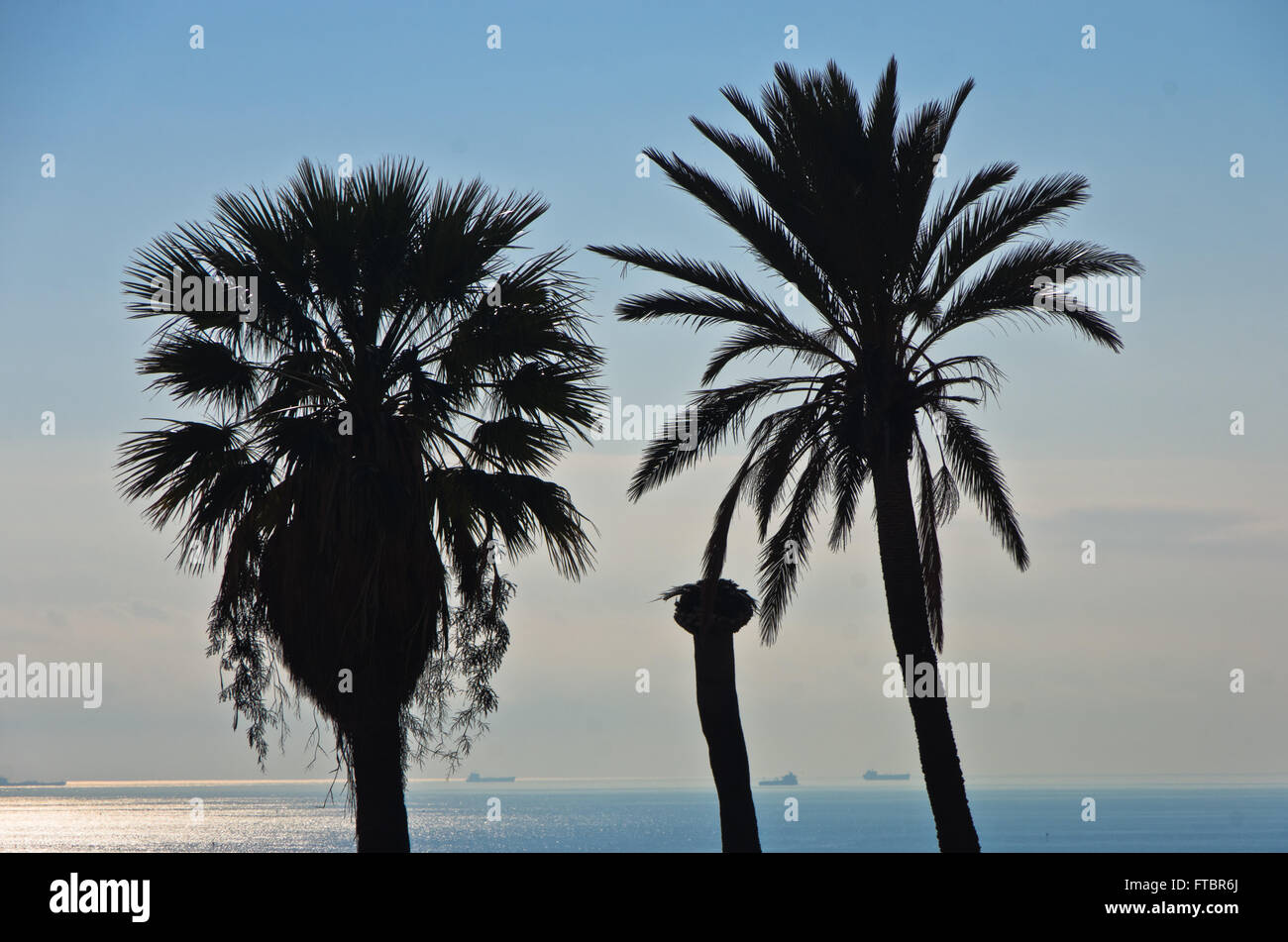 Palm trees and ships in background near Cagliari harbor, Sardinia Stock Photo