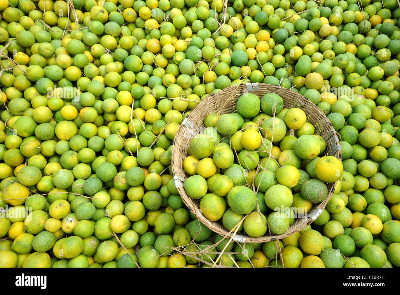 Sweet lime (Citrus limetta) fruit for sale in market at koyambedu market,Chennai, India Stock Photo
