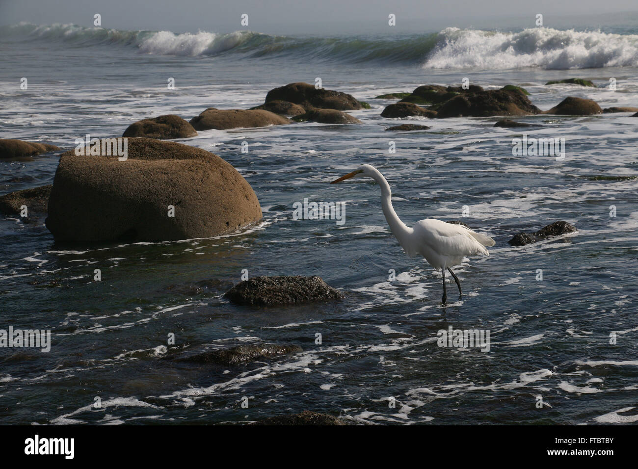 Great Egret in tide pool Leo Carrillo State Park Pacific Coast Highway