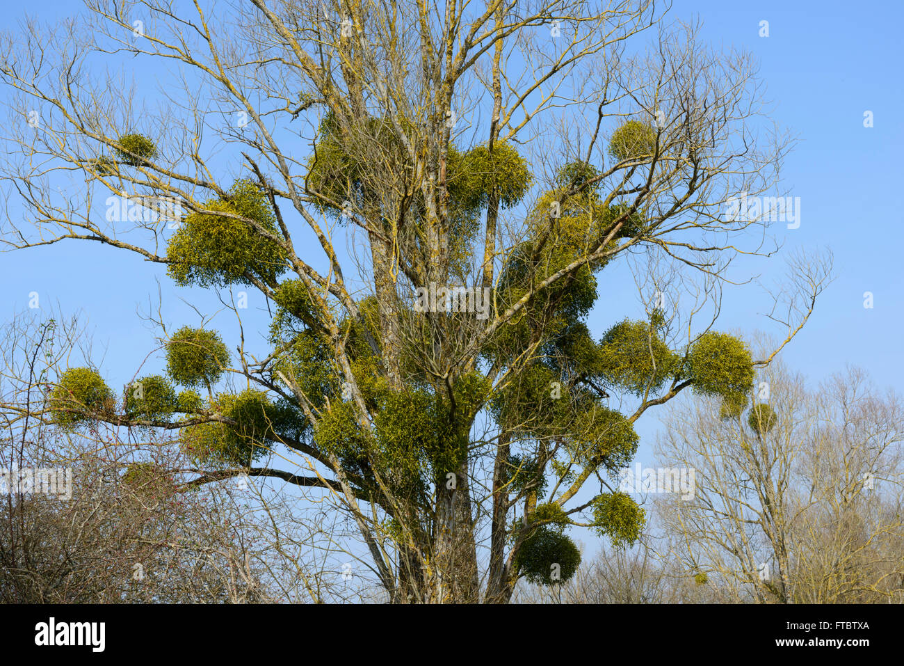 European mistletoe (Viscum album) on Poplar Stock Photo