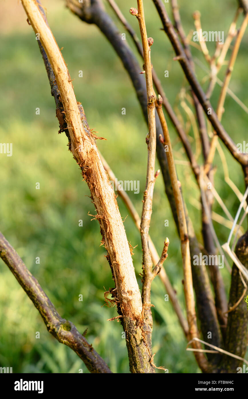 Bark of blackcurrant (Ribes nigrum) shrub damaged by a deer. Stock Photo