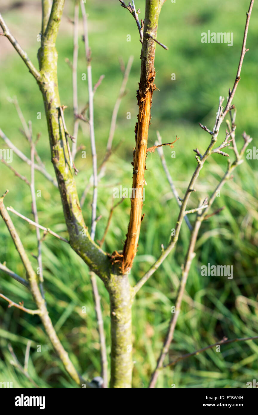 Bark of a young mirabelle plum (Prunus domestica subsp. syriaca) tree damaged by a deer. Stock Photo