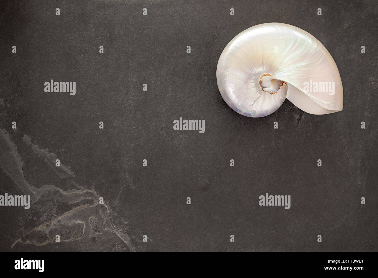 Pearl shell of a  chambered nautilus (Nautilus pompilius) on black slate background with copy space. Stock Photo