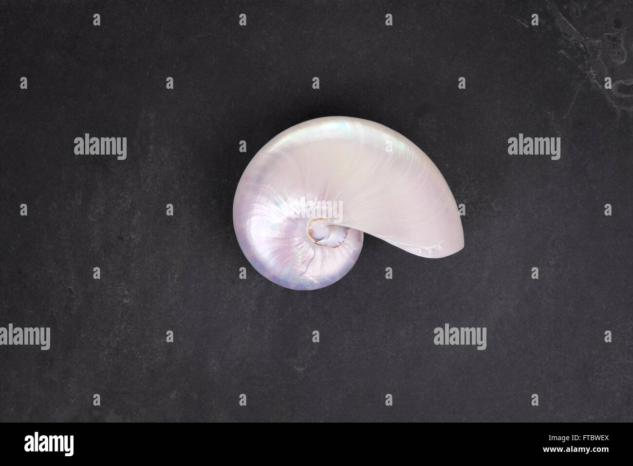 Pearl shell of a  chambered nautilus (Nautilus pompilius) on black slate background. Stock Photo
