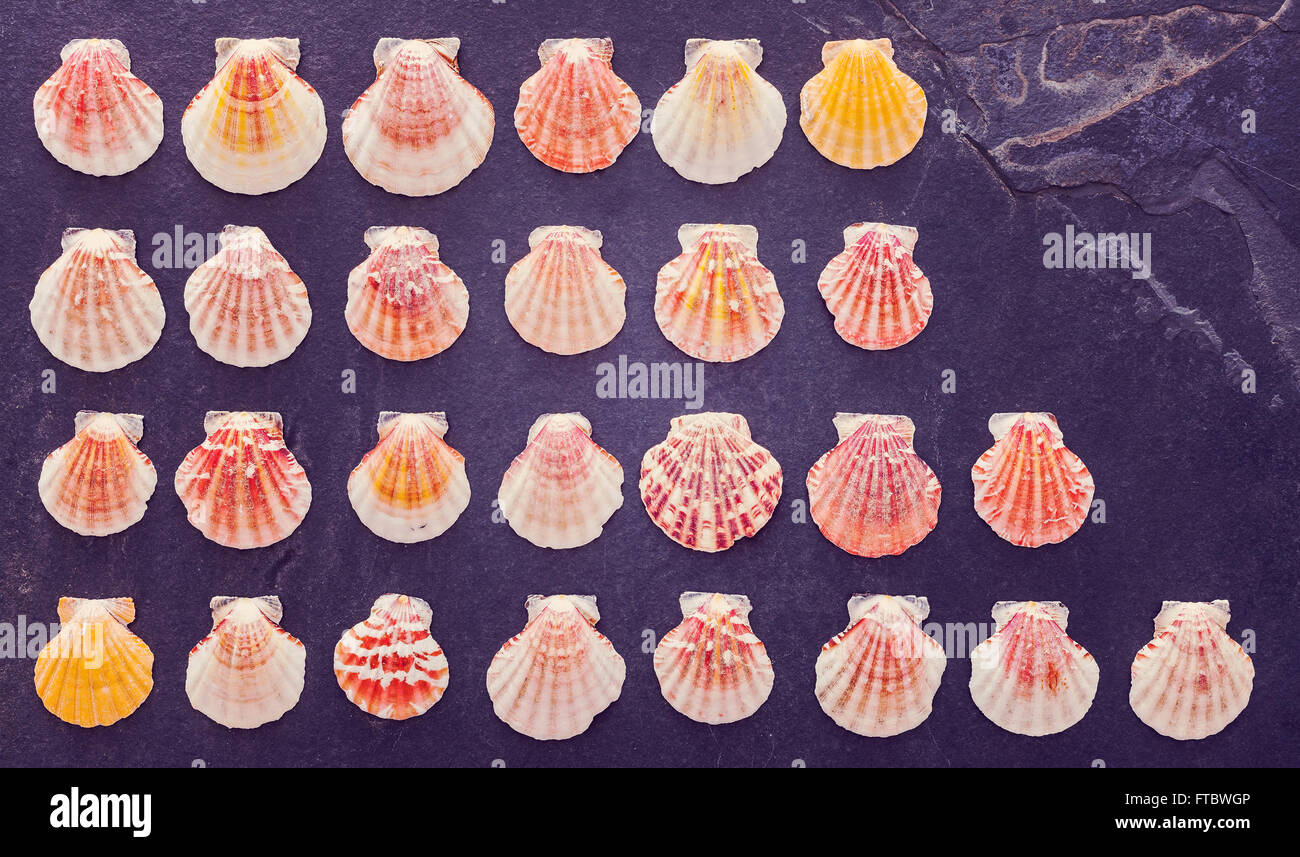 Vintage stylized colorful shells on dark stone background Stock Photo ...