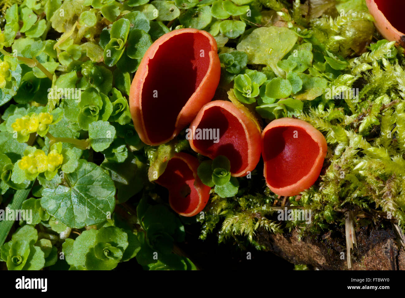 Scarlet Elf Cup fungi (Sarcoscypha austriaca) Stock Photo