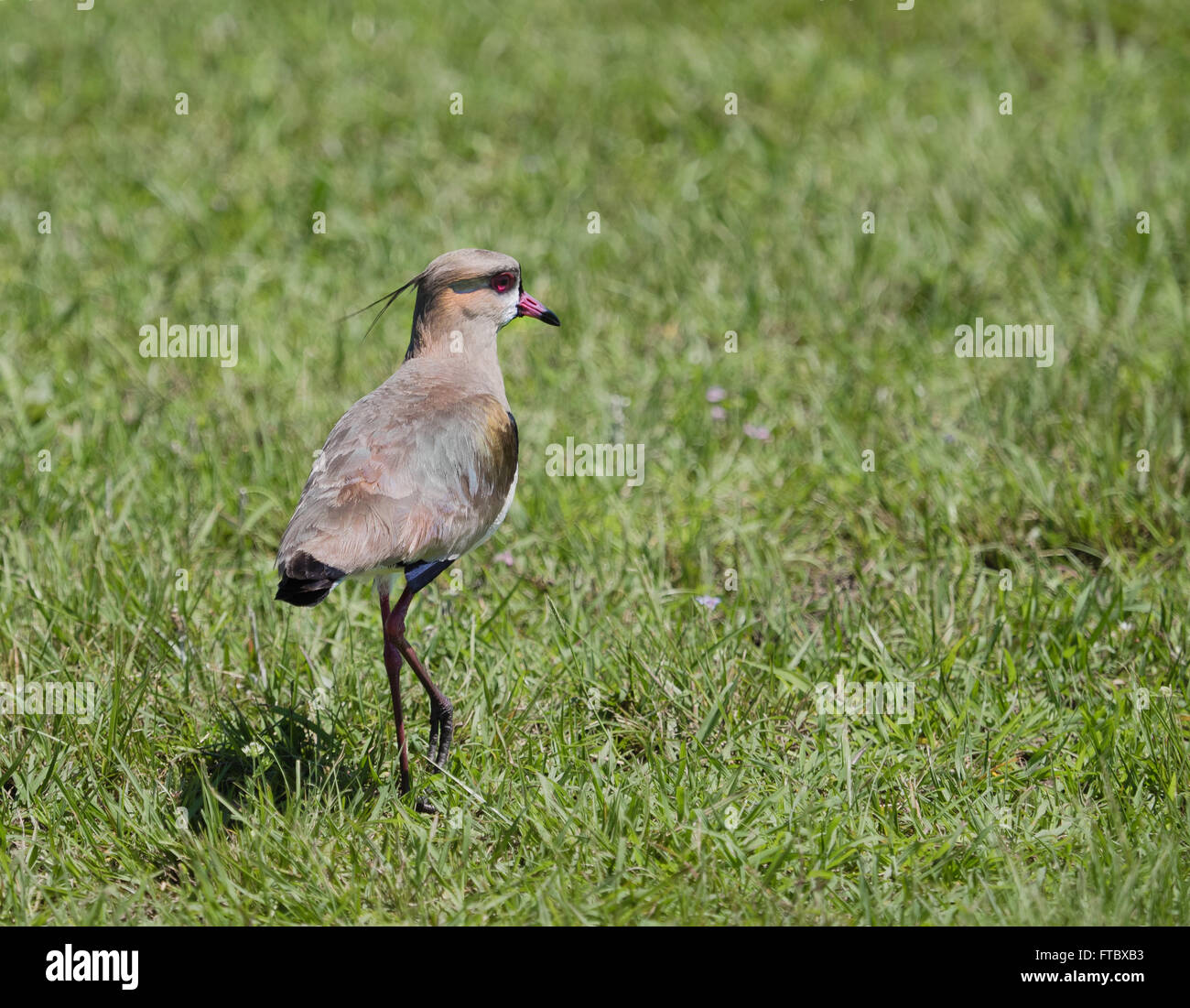 The southern lapwing (Vanellus chilensis) seen in the Ibera Wetland area of Argetina Stock Photo