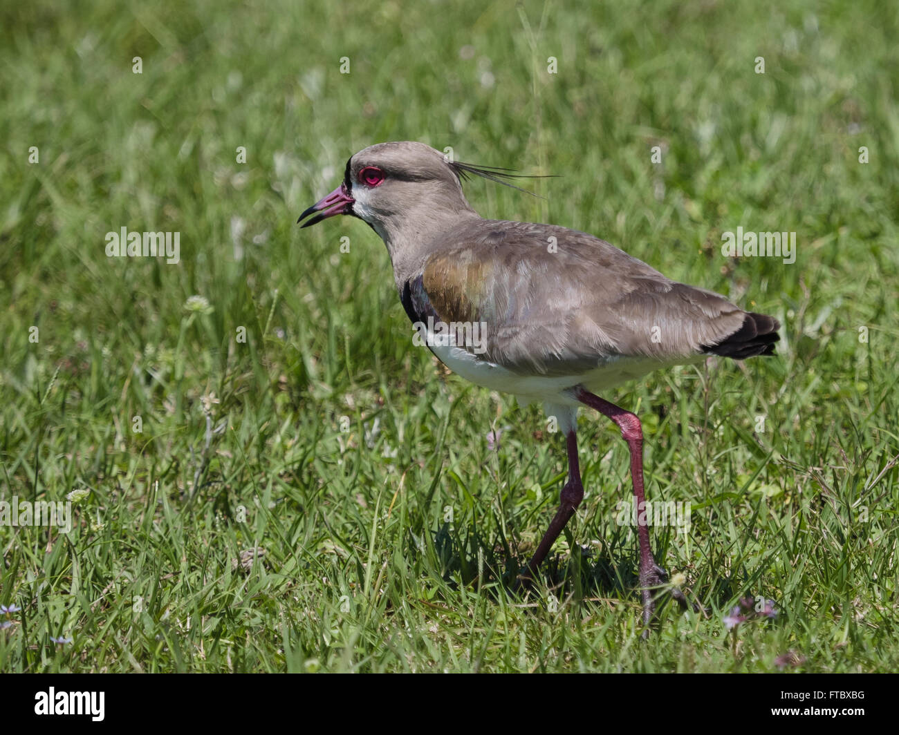 The southern lapwing (Vanellus chilensis) seen in the Ibera Wetland area of Argetina Stock Photo