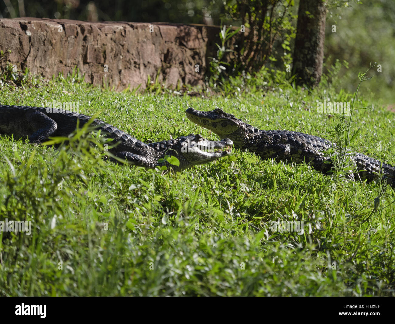 Wild alligator pair on grass bank Stock Photo Alamy