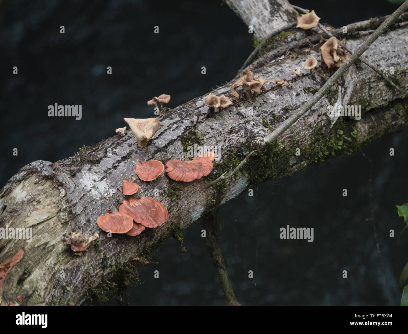 Fungi growth on dead tree, seen in northern Argentina Stock Photo Alamy