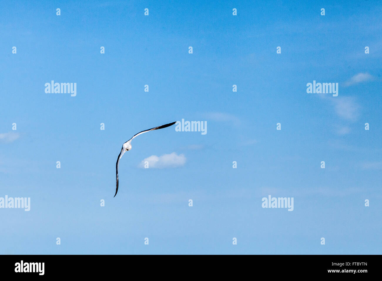 bird flying in the blue sky among the clouds Stock Photo - Alamy