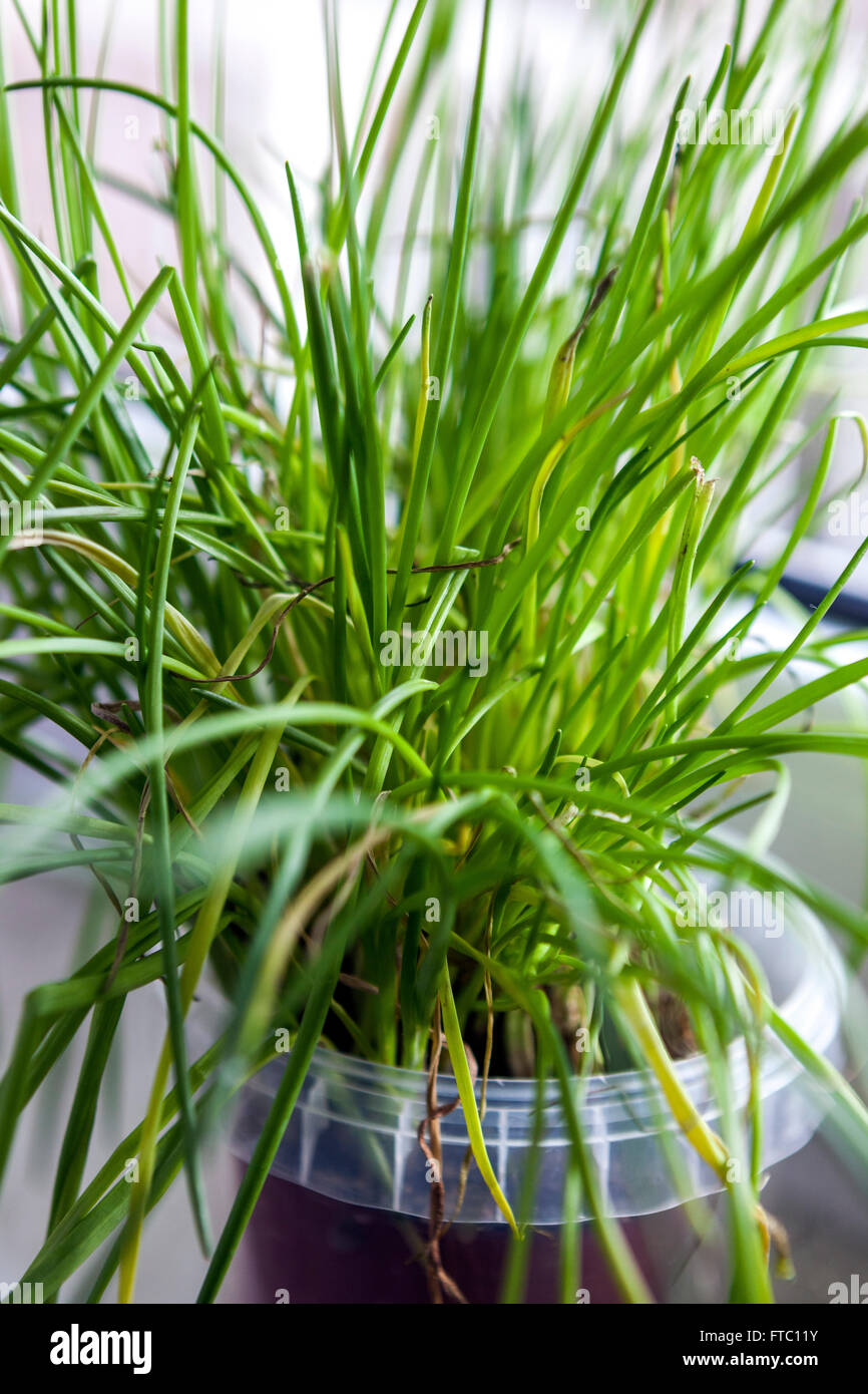 Chives growing in pot on the windowsill growing herbs Stock Photo