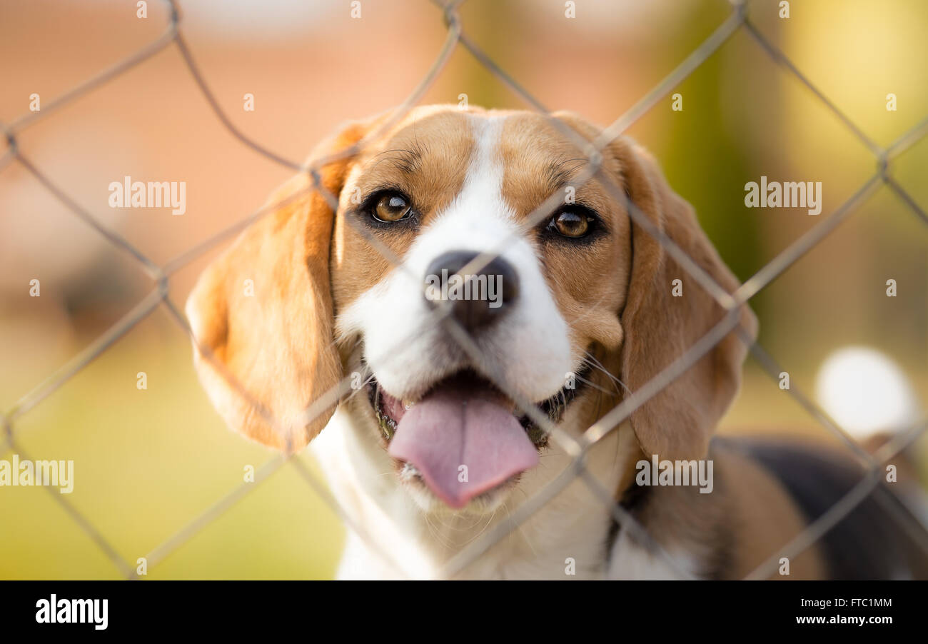 Cute Beagle dog behind fence portrait Stock Photo Alamy