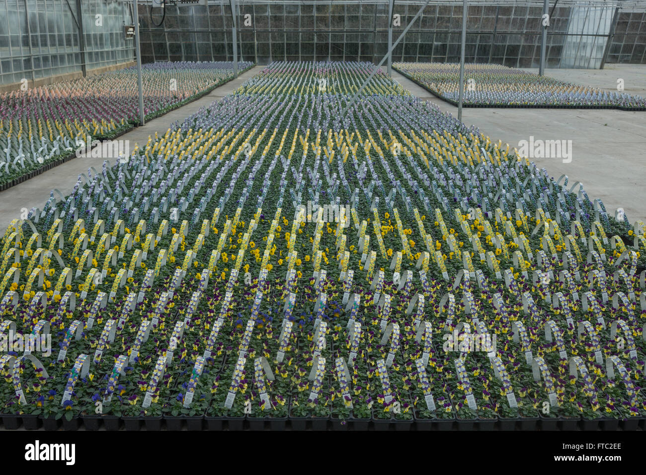 flower nursery, commercial greenhouse, Stock Photo