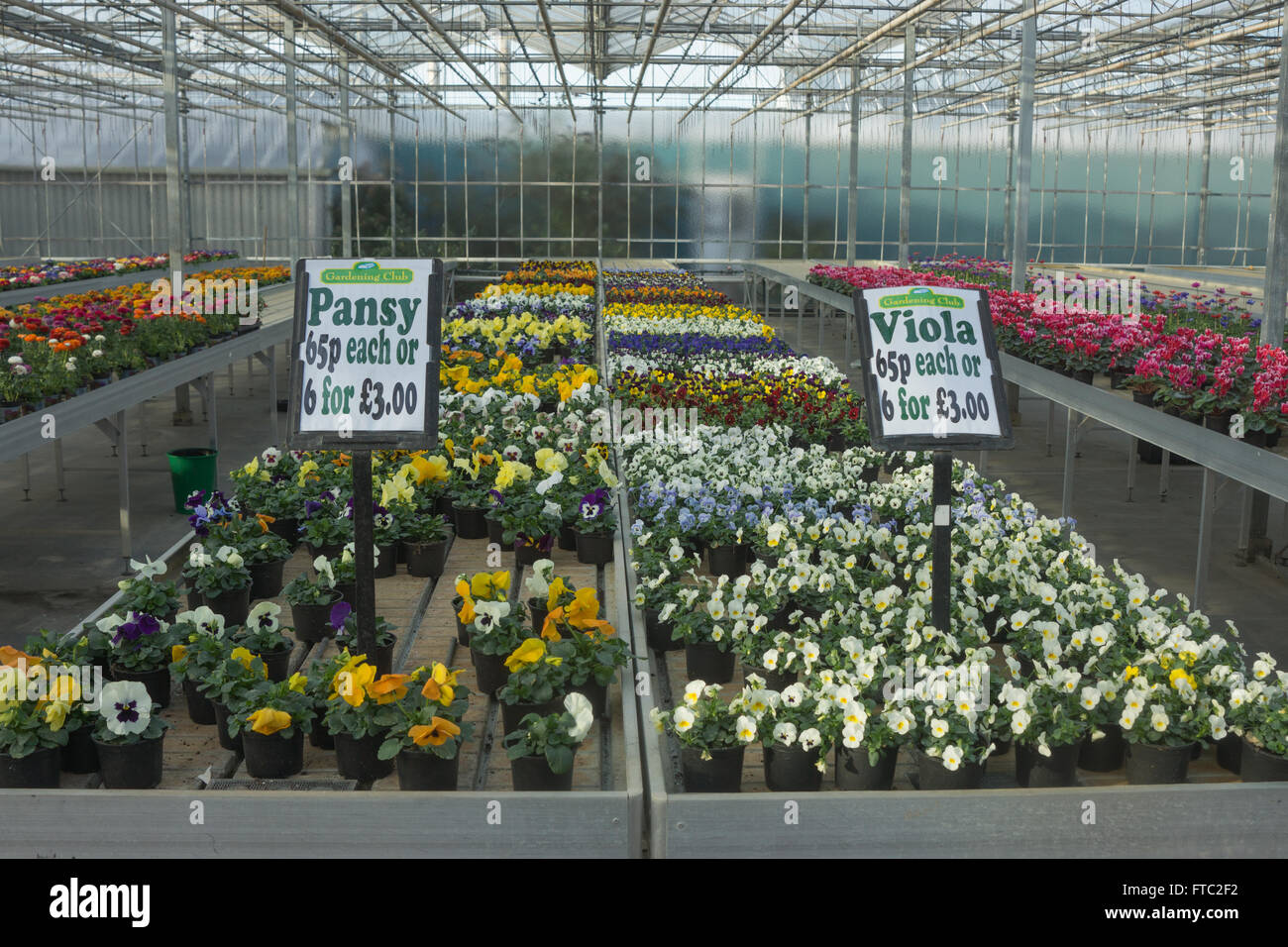 flower nursery, flower centre, garden center greenhouse Stock Photo Alamy