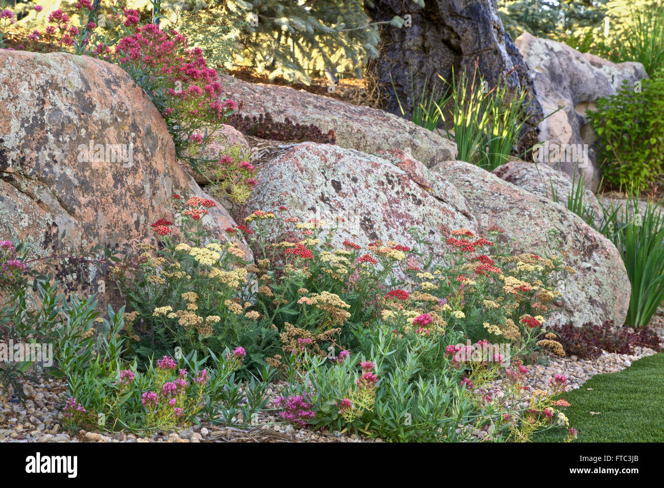 Perennial plants blossoming around large lichen covered boulders Stock Photo