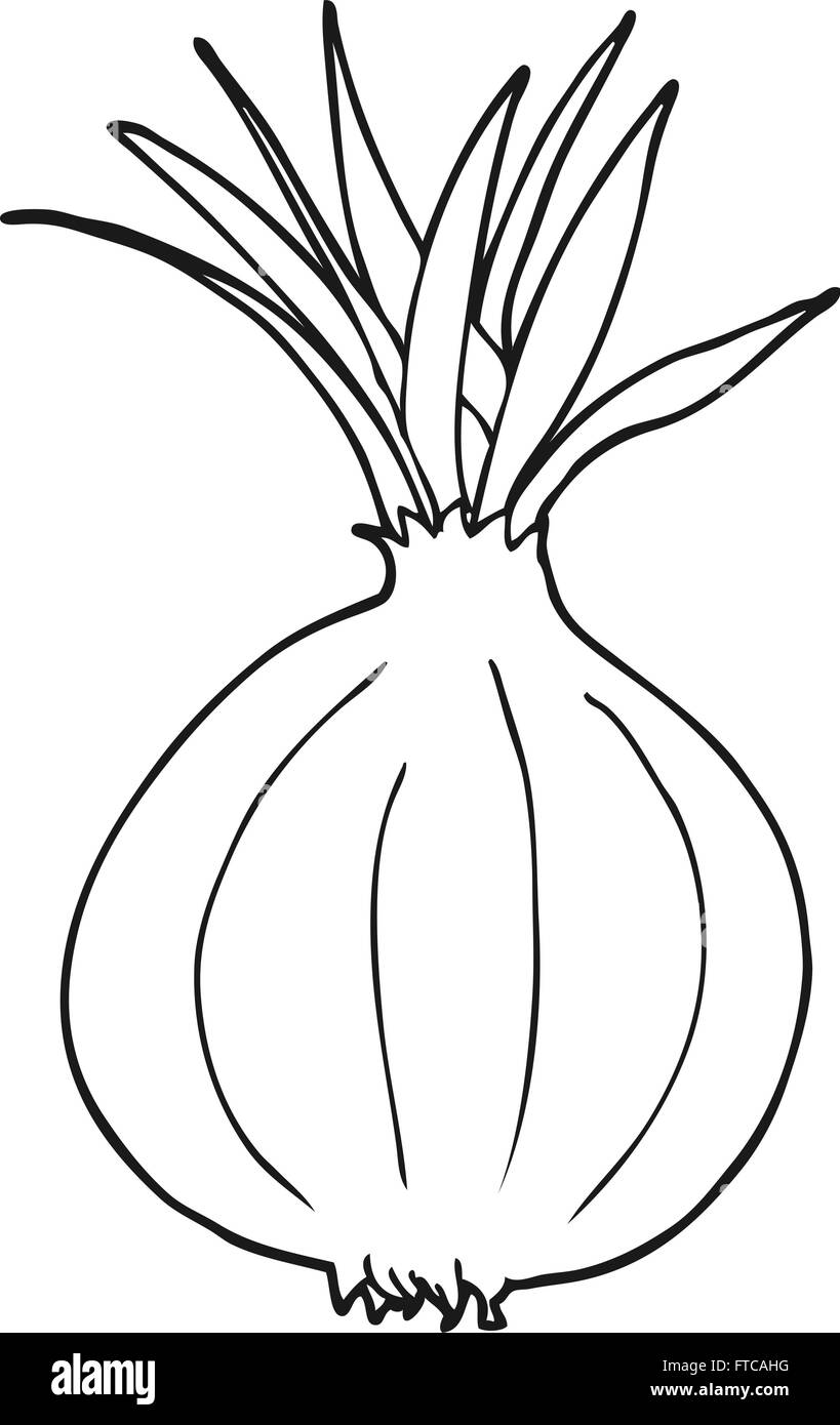 freehand drawn black and white cartoon onion Stock Vector Image & Art