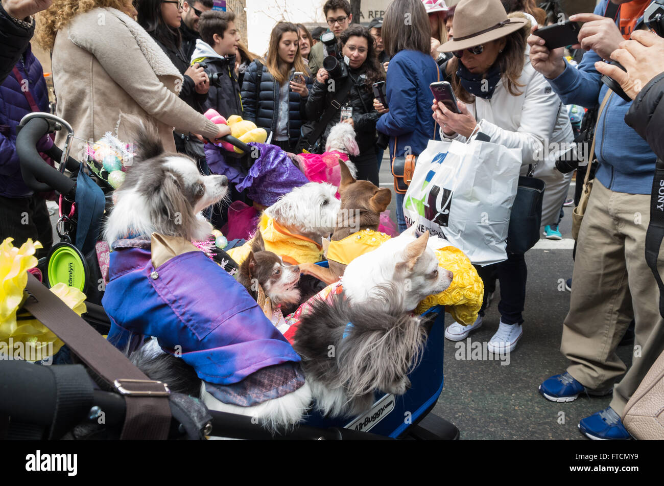 People taking photographs of a stroller full of small dogs (chihuahuas) dressed in colourful coats at the annual Easter Parade and bonnet festival in New York City Stock Photo