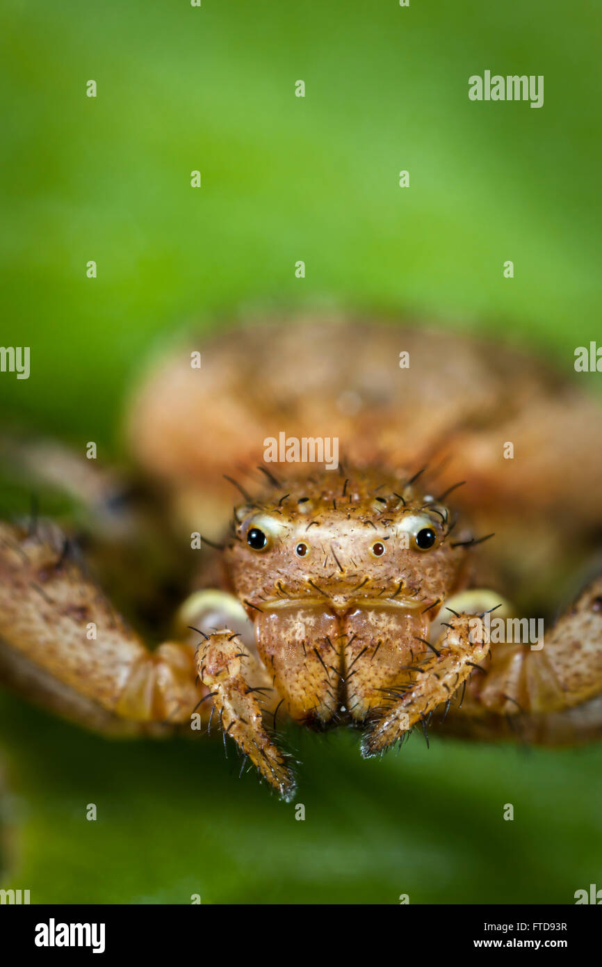 Xysticus sp. Crab spider's head. Stock Photo
