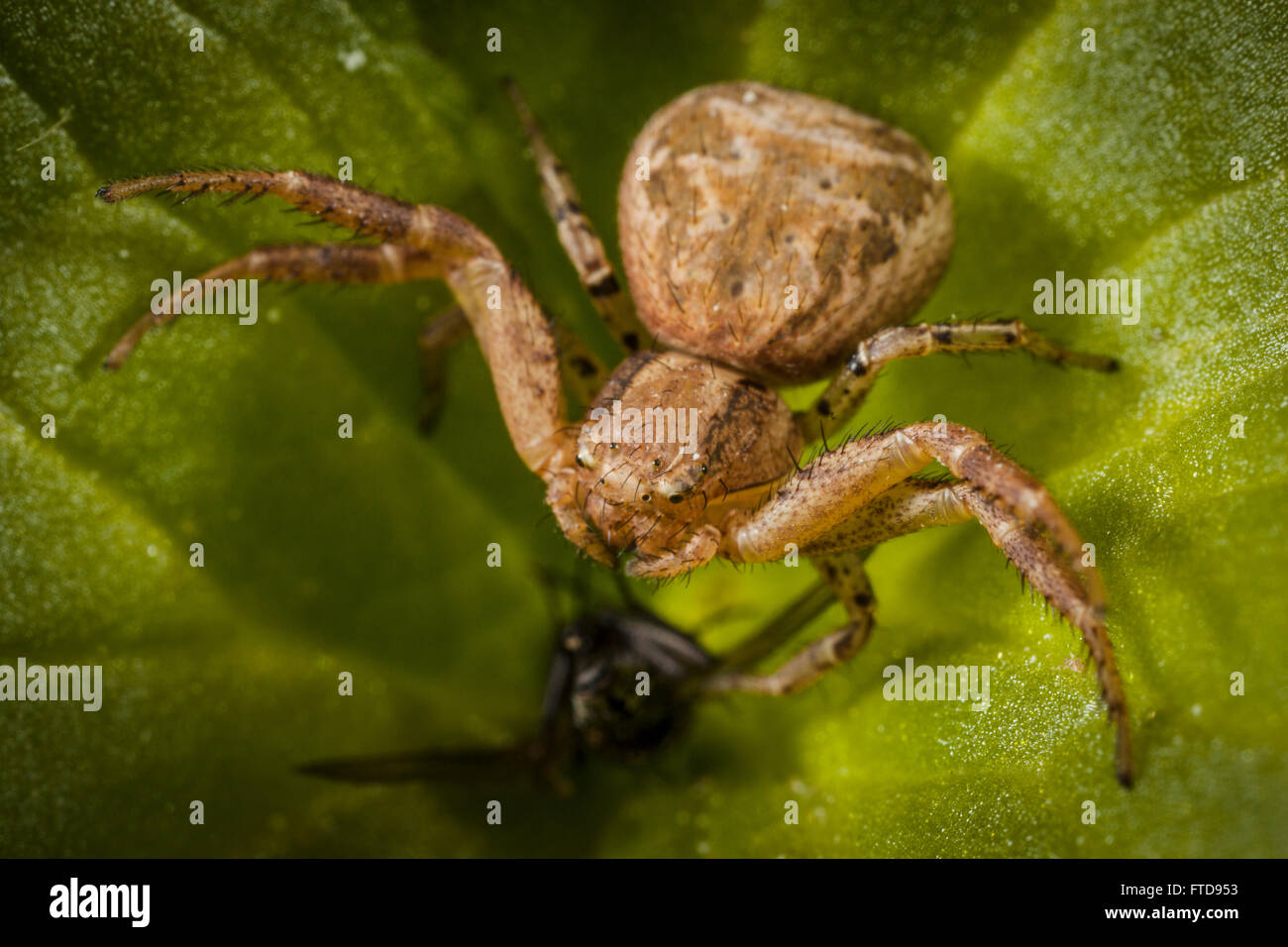 Xysticus sp. Crab spider. Stock Photo
