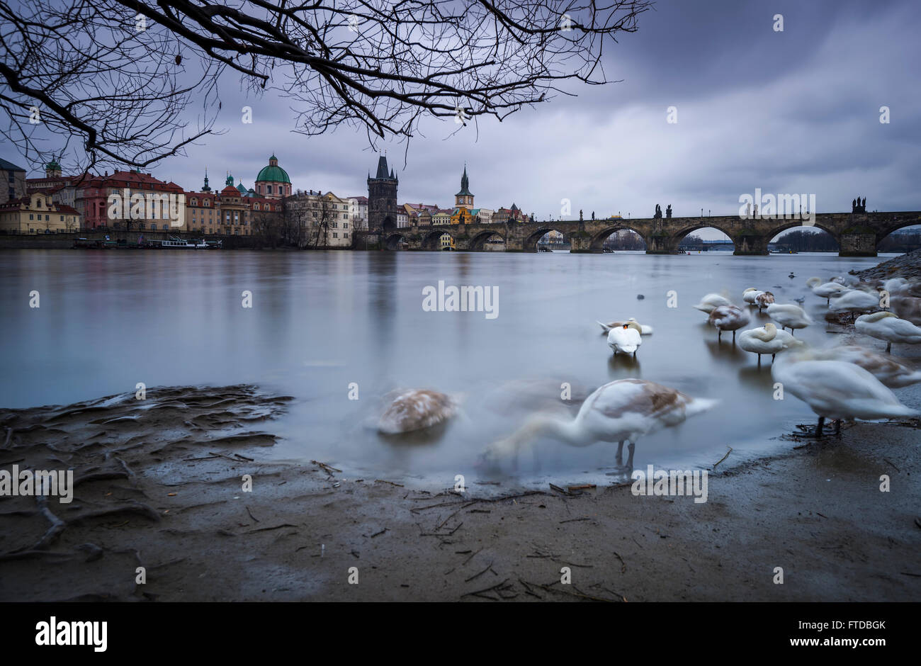 Swans in Vltava river on winter in Prague Czech republic Stock Photo