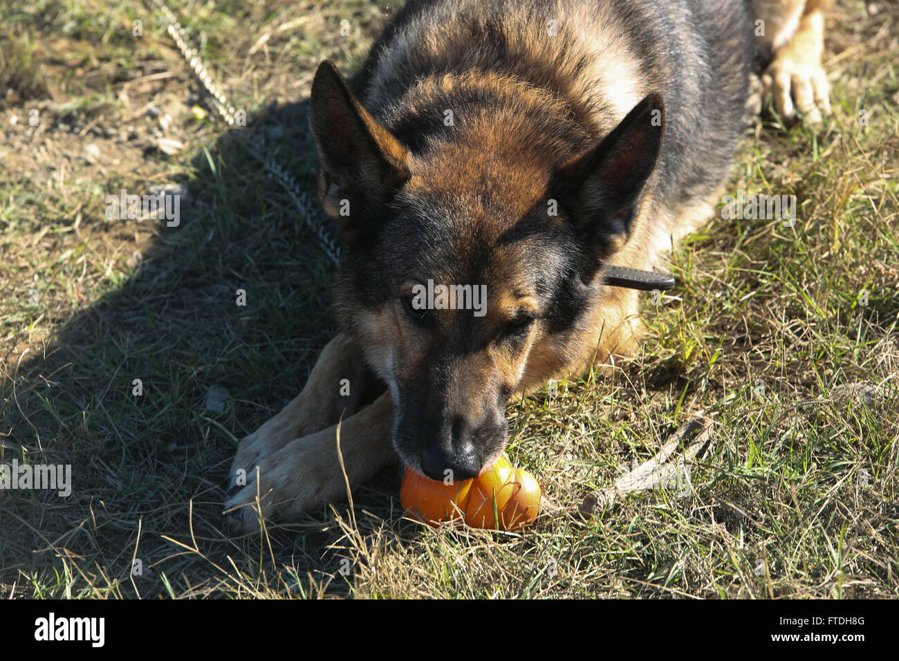 Aw179 Patrol Explosive Detector High Resolution Stock Photography and Images ...