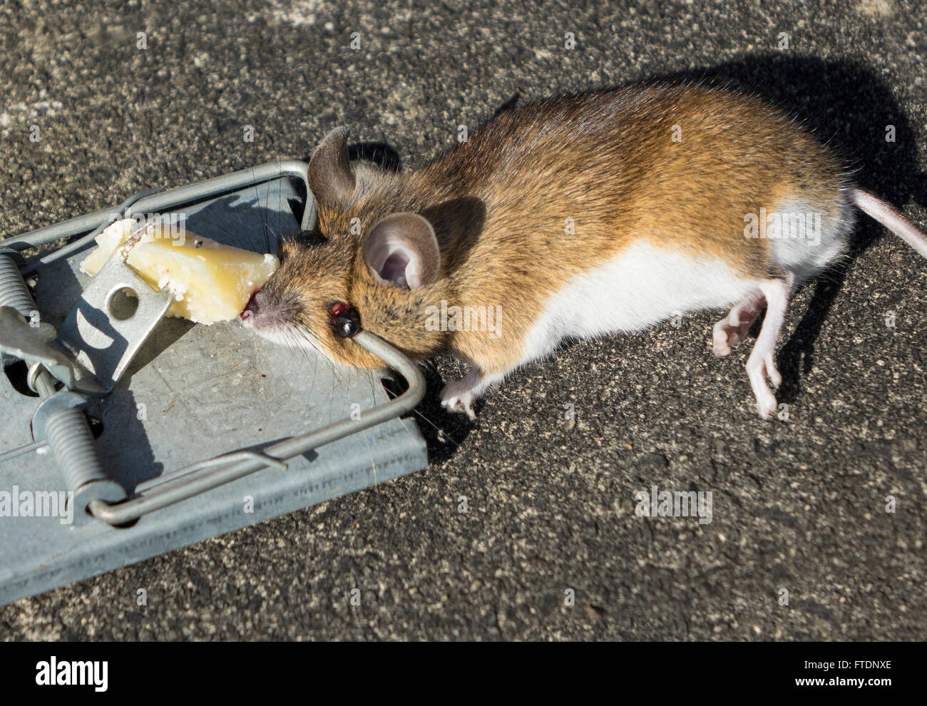https://c8.alamy.com/comp/FTDNXE/mouse-caught-in-trap-FTDNXE.jpg