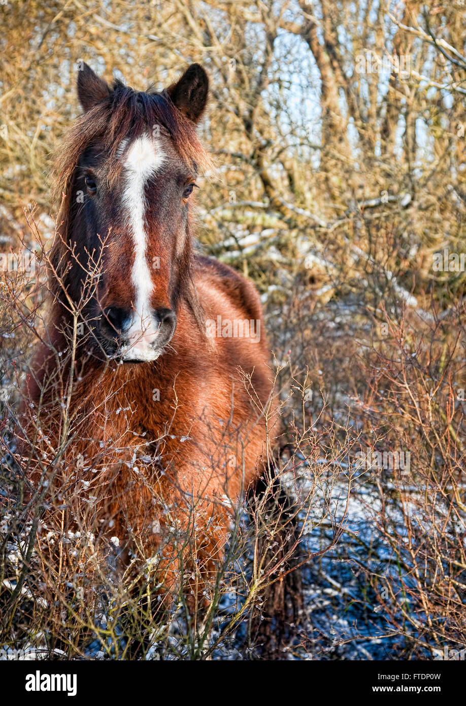 Bay Pony in woodland in the New Forest during winter.  The pony has a white blaze and ears pricked Stock Photo