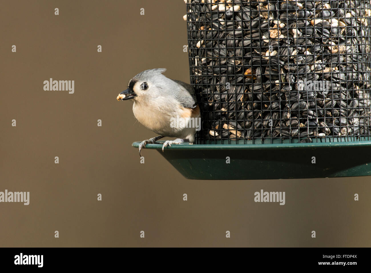Tufted Titmouse perched on a seed feeder eating seeds. Stock Photo
