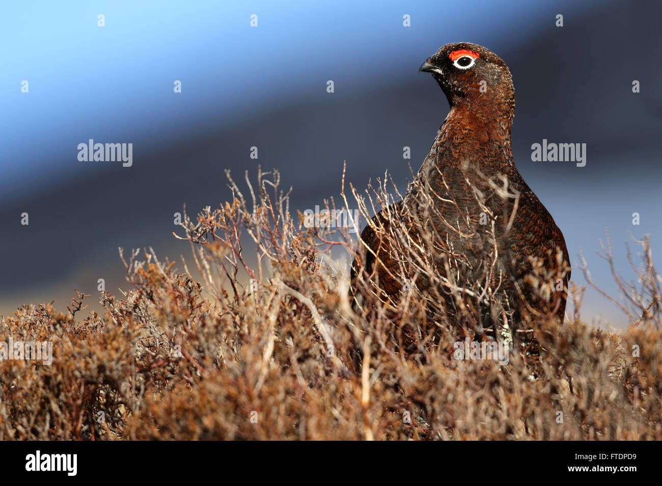 Red Grouse (Lagopus scotica) amongst the Heather Stock Photo