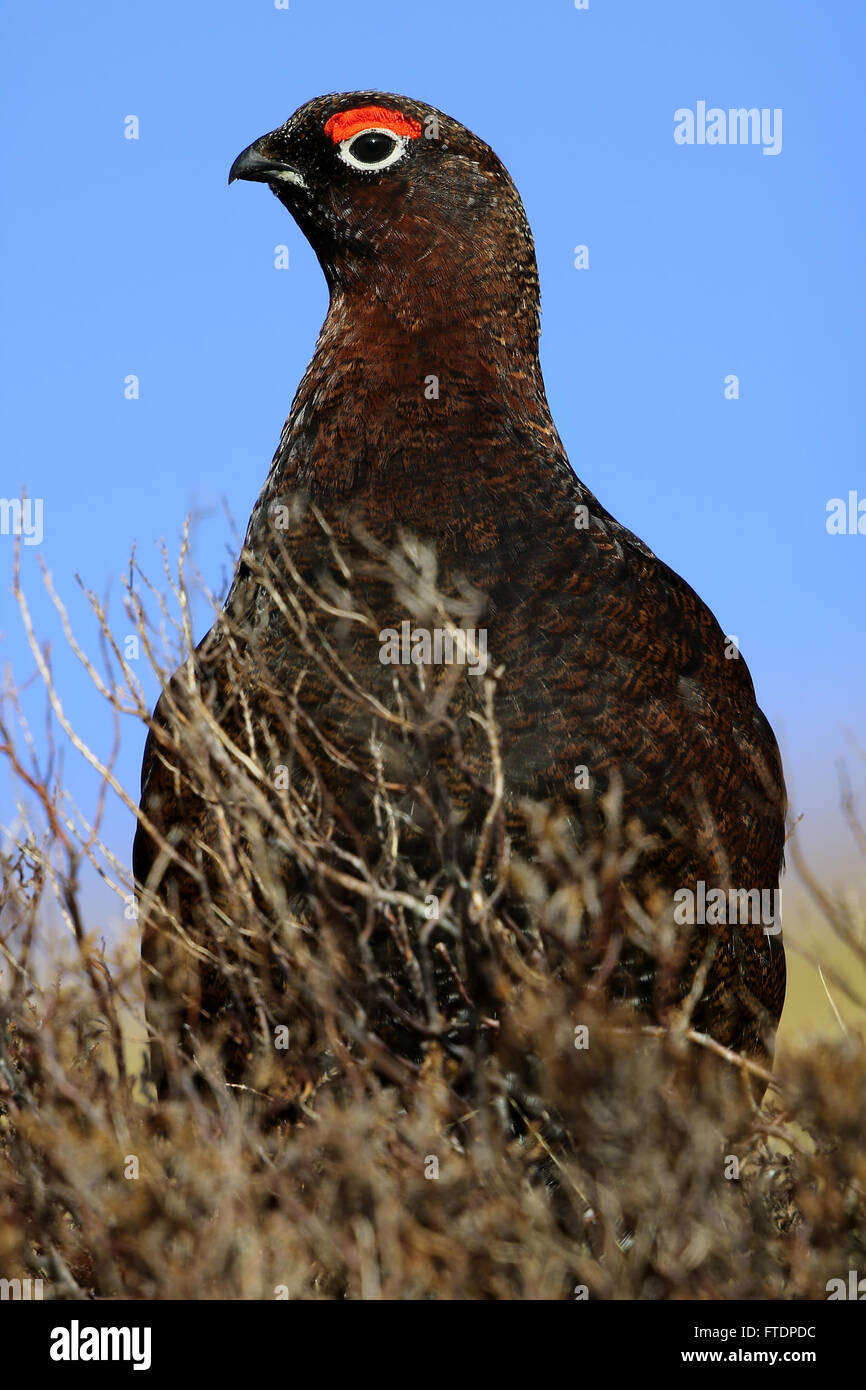 Red Grouse (Lagopus scotica) amongst the Heather Stock Photo