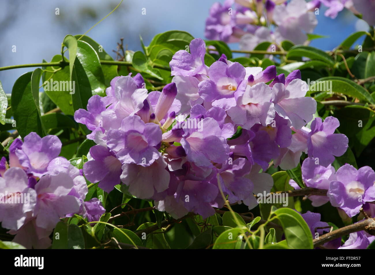 Purple flowers. Mansoa alliacea Stock Photo